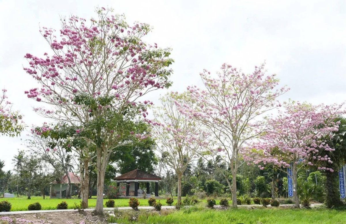 Từ trung tâm TP Cần Thơ, du khách có thể di chuyển bằng ô tô hoặc xe máy với quãng đường khoảng 50 km, mất hơn một giờ. Nếu xuất phát từ trung tâm TP Sóc Trăng (cũ), chỉ cần đi theo Quốc lộ 1A về hướng Châu Thành khoảng 10 km là đến nơi. Ảnh Báo và Phát thanh Truyền hình Cần Thơ