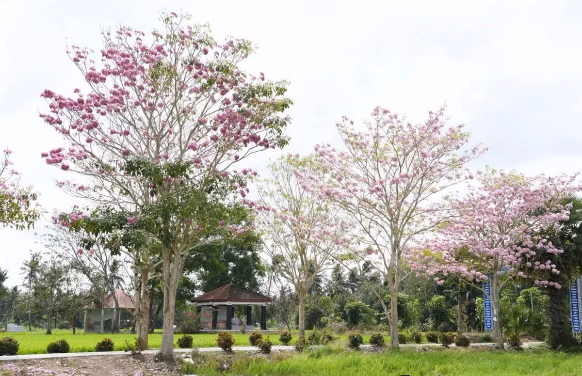 Từ trung tâm TP Cần Thơ, du khách có thể di chuyển bằng ô tô hoặc xe máy với quãng đường khoảng 50 km, mất hơn một giờ. Nếu xuất phát từ trung tâm TP Sóc Trăng (cũ), chỉ cần đi theo Quốc lộ 1A về hướng Châu Thành khoảng 10 km là đến nơi. Ảnh Báo và Phát thanh Truyền hình Cần Thơ