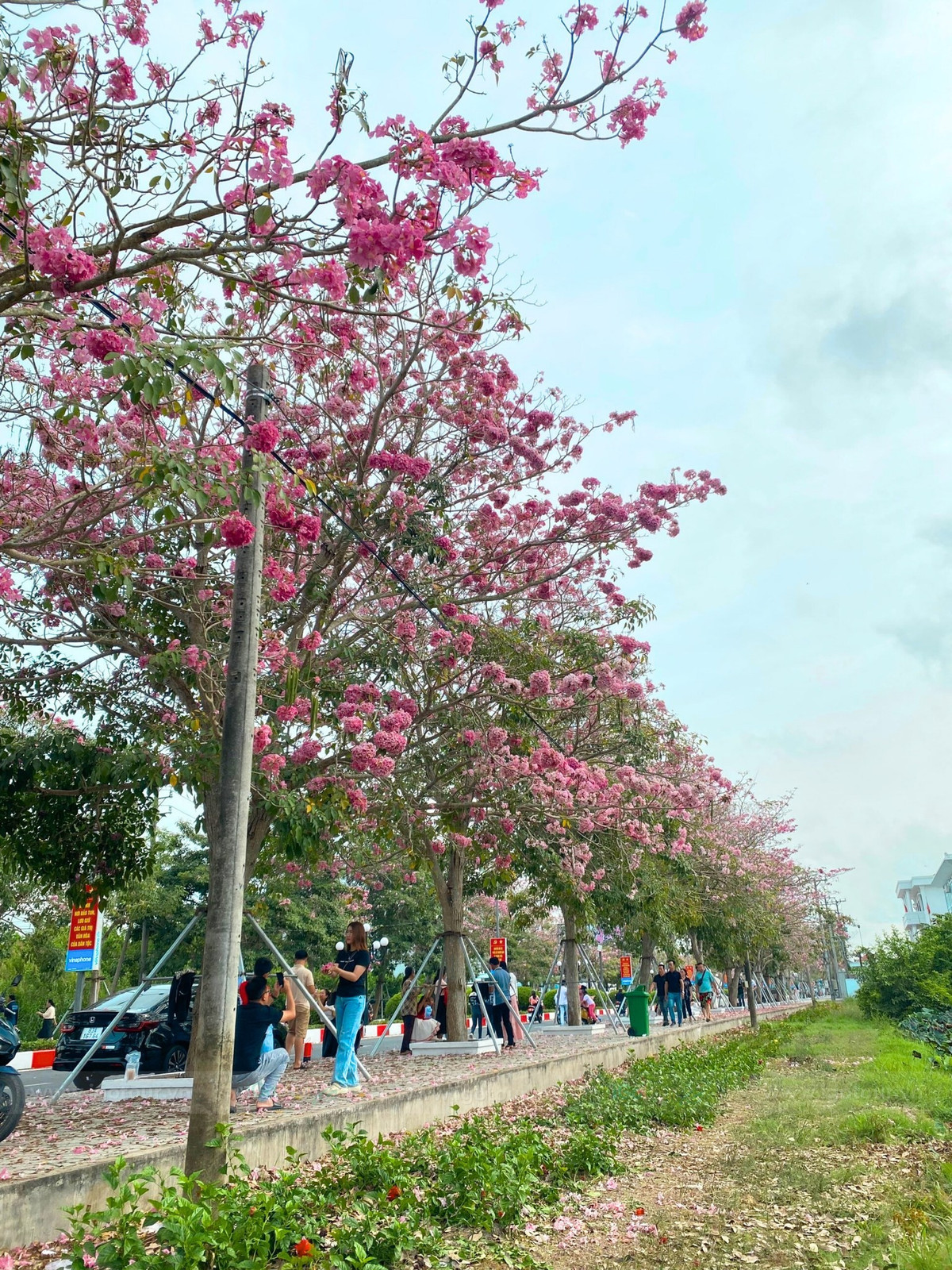 Mỗi mùa hoa nở, con đường kèn hồng tại xã Phú Tâm lại trở thành điểm dừng chân hấp dẫn đối với những người yêu thiên nhiên và mong muốn tìm kiếm những góc cảnh đẹp giữa miền sông nước. Ảnh IGO TOUR