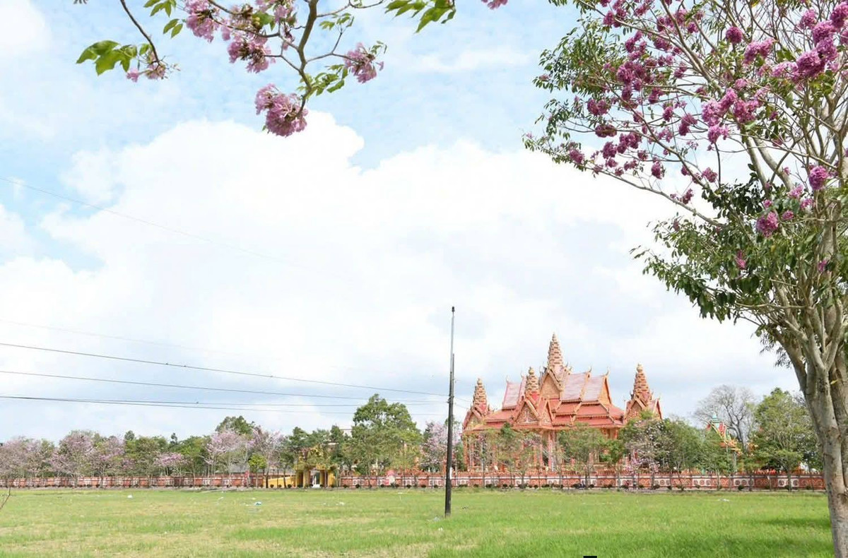 Hoa kèn hồng thường bắt đầu nở từ tháng 3 và kéo dài đến khoảng tháng 6 hằng năm. Tuy nhiên, khoảng thời gian từ cuối tháng 2 đến hết tháng 3 được xem là lúc hoa nở rộ và đẹp nhất, khi sắc hồng phủ kín các tán cây. Ảnh Báo và Phát thanh Truyền hình Cần Thơ