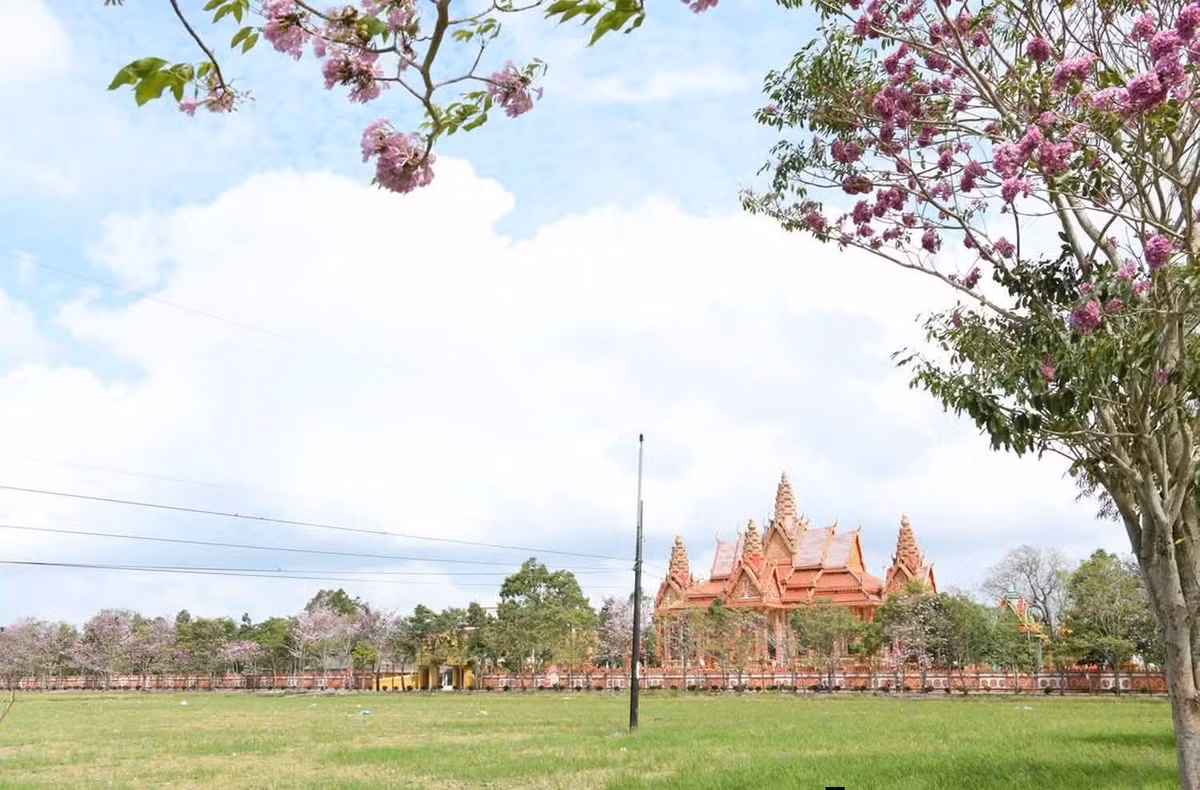 Hoa kèn hồng thường bắt đầu nở từ tháng 3 và kéo dài đến khoảng tháng 6 hằng năm. Tuy nhiên, khoảng thời gian từ cuối tháng 2 đến hết tháng 3 được xem là lúc hoa nở rộ và đẹp nhất, khi sắc hồng phủ kín các tán cây. Ảnh Báo và Phát thanh Truyền hình Cần Thơ