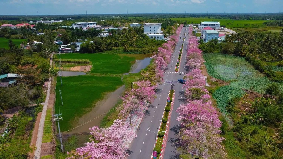 Từng chùm hoa màu hồng phớt đan xen trên những tán cây cao, tạo nên bức tranh thiên nhiên dịu dàng giữa không gian miền Tây. Khi gió khẽ thổi, cánh hoa rơi nhẹ xuống mặt đường, phủ thành lớp mỏng như tấm thảm hồng, mang đến vẻ đẹp lãng mạn hiếm có. Ảnh Báo và Phát thanh Truyền hình Cần Thơ