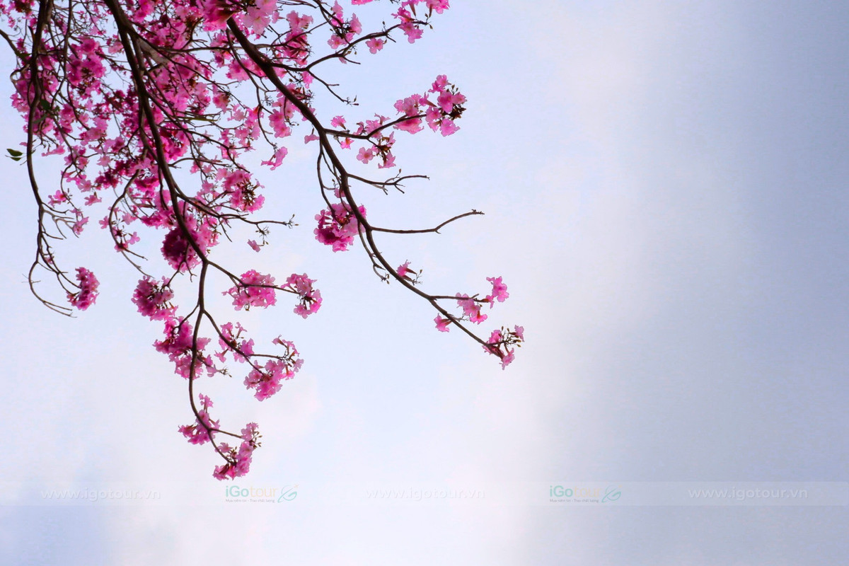 Sau khi tham quan và chụp ảnh, du khách có thể kết hợp thưởng thức nhiều đặc sản nổi tiếng của địa phương như bún nước lèo, bánh pía, bánh cống hay lạp xưởng Sóc Trăng. Những quán ăn dân dã quanh khu vực mang đến hương vị đặc trưng của ẩm thực miền Tây, góp phần làm trọn vẹn chuyến trải nghiệm. Ảnh IGO TOUR