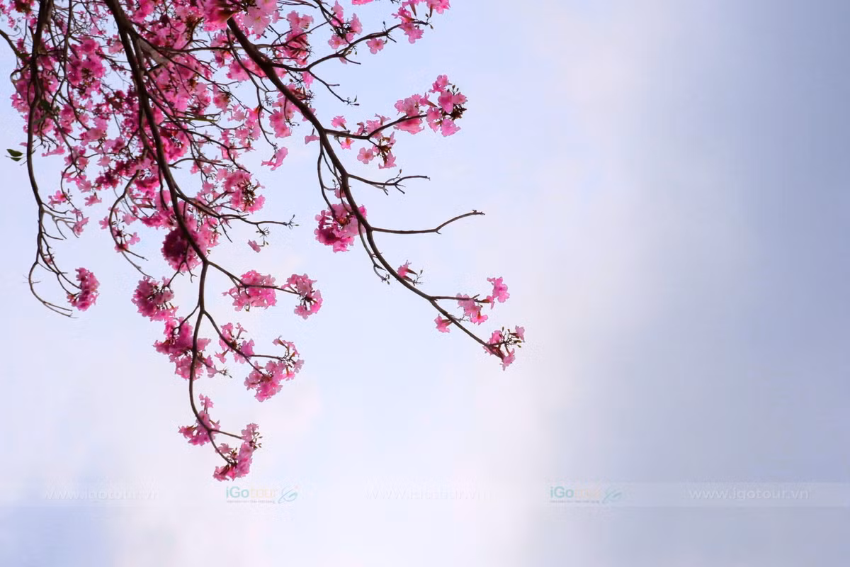 Sau khi tham quan và chụp ảnh, du khách có thể kết hợp thưởng thức nhiều đặc sản nổi tiếng của địa phương như bún nước lèo, bánh pía, bánh cống hay lạp xưởng Sóc Trăng. Những quán ăn dân dã quanh khu vực mang đến hương vị đặc trưng của ẩm thực miền Tây, góp phần làm trọn vẹn chuyến trải nghiệm. Ảnh IGO TOUR