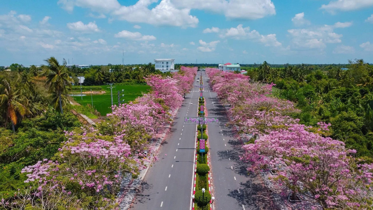 Những ngày đầu tháng 3, tuyến đường Hùng Vương thuộc ấp Xây Cáp, xã Phú Tâm, TP Cần Thơ trở nên nổi bật khi hàng cây kèn hồng hai bên đường bước vào mùa nở rộ. Ảnh Báo và Phát thanh Truyền hình Cần Thơ