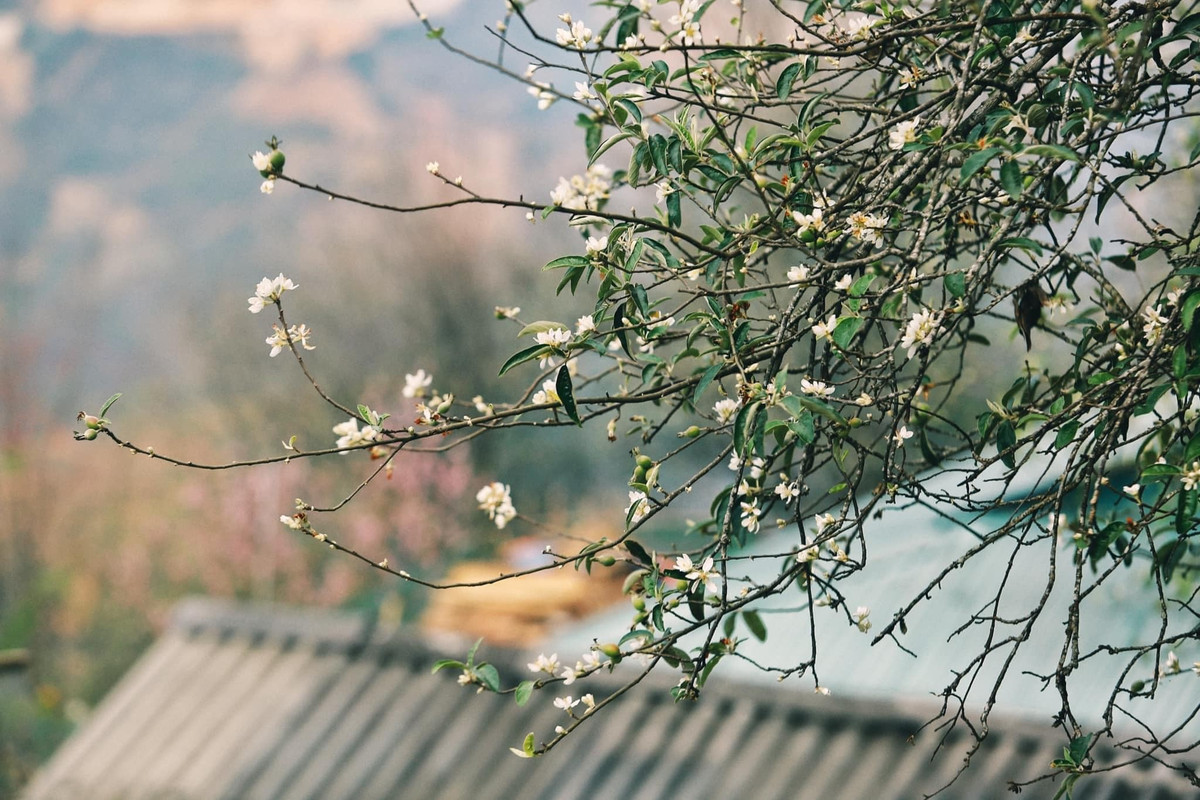 Tà Xùa mùa đông không chỉ hấp dẫn bởi biển mây mà còn nhờ vẻ đẹp nguyên sơ của thảo nguyên, những cung đường đèo và nhịp sống chậm rãi của người dân vùng cao. Tuy nhiên, đường núi tại đây có nhiều đoạn cua gấp, sóng điện thoại đôi khi chập chờn; du khách cần tải sẵn bản đồ ngoại tuyến và chuẩn bị trang phục ấm. Những ai săn mây sống lưng khủng long được khuyên xuất phát từ 4h30–5h sáng và ưu tiên thuê xe ôm địa phương. Sức khỏe tốt và tinh thần thoải mái là điều cần thiết cho chuyến đi vì khí hậu miền núi lạnh hơn so với đồng bằng.