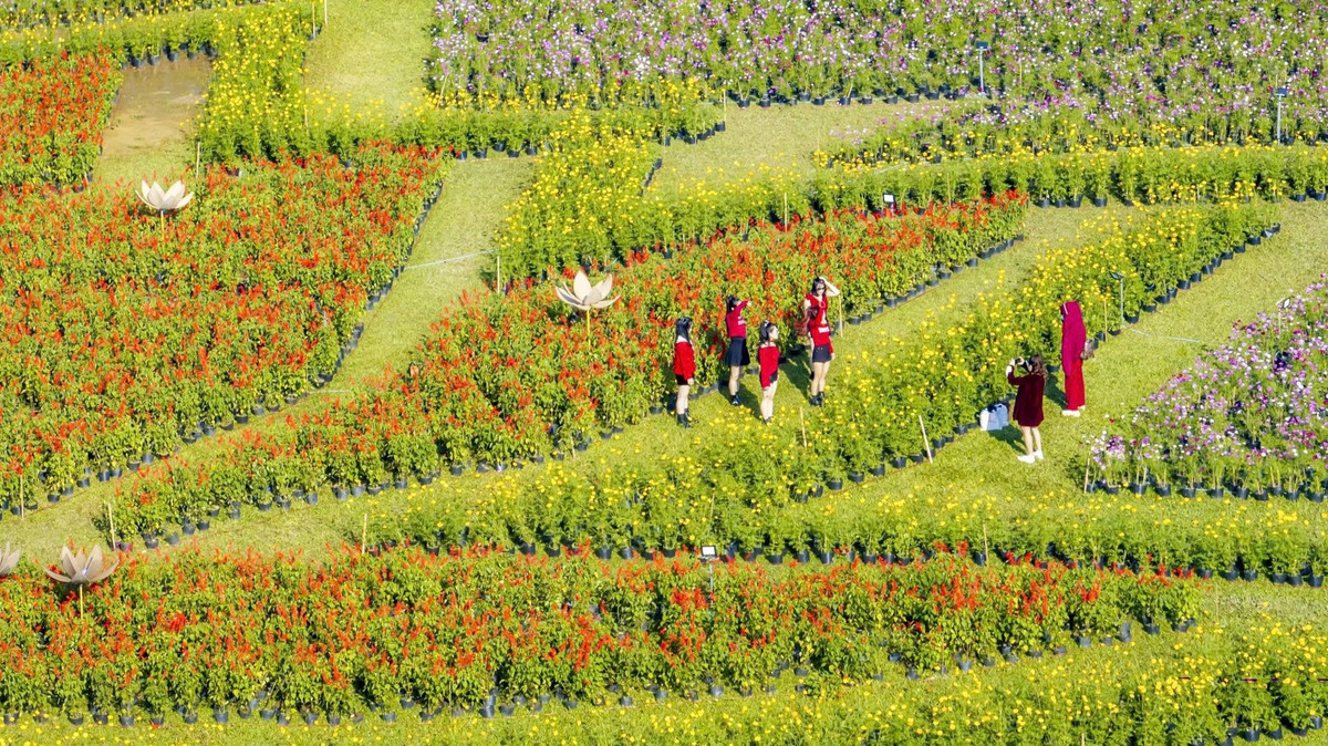 Giữa tiết trời se lạnh cuối năm, đóa sen khổng lồ kết từ 5 vạn chậu hoa như một lời chào xuân đầy ý nghĩa của Huế gửi đến người dân và du khách. Không phô trương, ồn ào, công trình vẫn đủ sức lan tỏa cảm giác ấm áp, an yên – đúng với nhịp sống chậm rãi, trầm lắng rất riêng của Cố đô. Ảnh Lê Hoàng