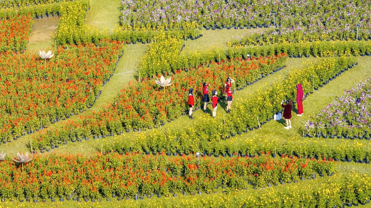 Giữa tiết trời se lạnh cuối năm, đóa sen khổng lồ kết từ 5 vạn chậu hoa như một lời chào xuân đầy ý nghĩa của Huế gửi đến người dân và du khách. Không phô trương, ồn ào, công trình vẫn đủ sức lan tỏa cảm giác ấm áp, an yên – đúng với nhịp sống chậm rãi, trầm lắng rất riêng của Cố đô. Ảnh Lê Hoàng