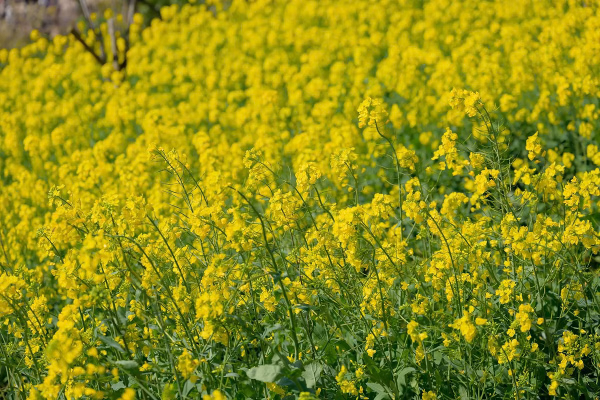 Đồi hoa cải đẹp nhất vào buổi sáng khi nắng vừa lên, sương còn lãng đãng trên triền núi. Khi ấy, từng bông hoa như phát sáng trong lớp ánh vàng dịu nhẹ, tạo nên khung cảnh trong trẻo hiếm nơi nào có được. Ảnh Nguyễn Hoàng