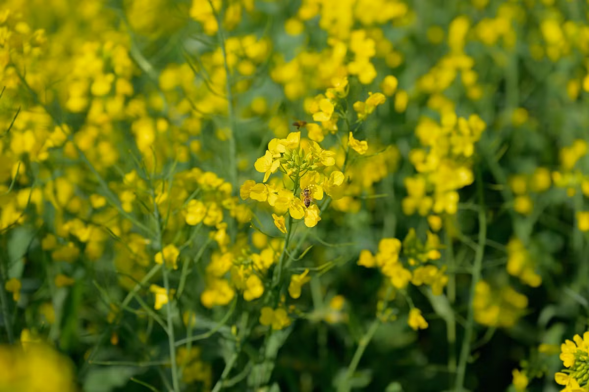 Đến chiều muộn, khi ánh nắng nghiêng dần sau dãy Hoàng Liên Sơn, cả thung lũng như chìm trong gam màu ấm áp. Sắc vàng của hoa hòa cùng mây trời và núi non tạo nên một bức tranh nhiều tầng cảm xúc, vừa hùng vĩ vừa dịu dàng Ảnh Nguyễn Hoàng