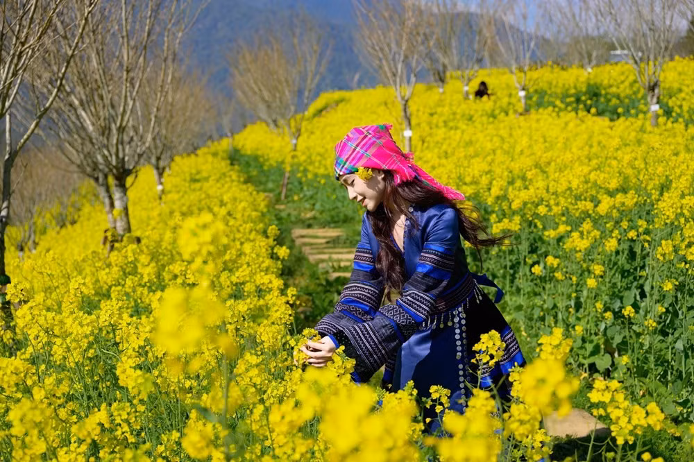 Sa Pa nổi tiếng với khí hậu khắc nghiệt: sương dày, nhiệt độ thấp, nhiều ngày giá buốt. Thế nhưng, giữa điều kiện ấy, hoa cải vẫn âm thầm sinh trưởng, nở rộ đúng thời điểm đẹp nhất của mùa xuân. Ảnh Báo Văn Hoá