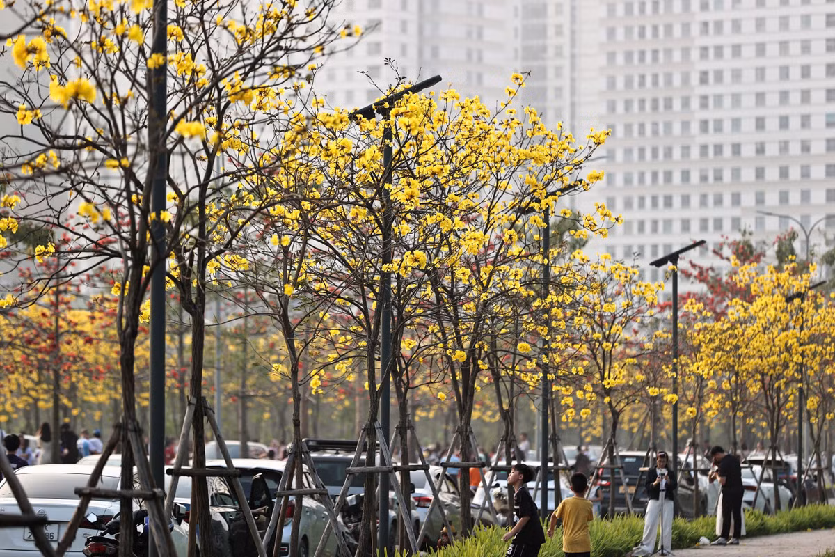 Thời điểm này, phong linh bước vào mùa nở đẹp nhất trong năm. Khi hoa bung nở, cây gần như rụng hết lá, để lại những chùm hoa vàng ken dày trên cành. Dưới ánh nắng nhẹ đầu xuân, cả tuyến đường như được phủ một lớp sắc vàng óng, nổi bật giữa nền trời trong và những tòa nhà cao tầng phía xa.