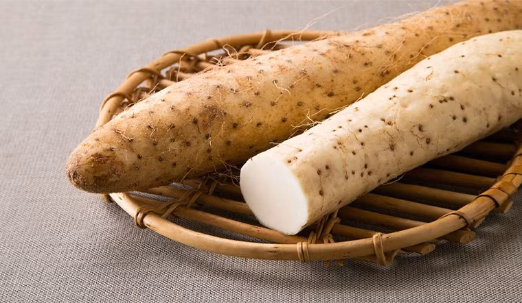 Khoai từ, hay còn gọi là củ từ, là loại củ có giá trị dinh dưỡng cao, giàu chất xơ và protein thực vật. Loại củ này được khuyến khích sử dụng trong chế độ ăn kiêng cho người tiểu đường, cao huyết áp, béo phì, đồng thời giúp cải thiện tình trạng táo bón, khó ngủ, hạ sốt nhẹ… Ảnh minh họa