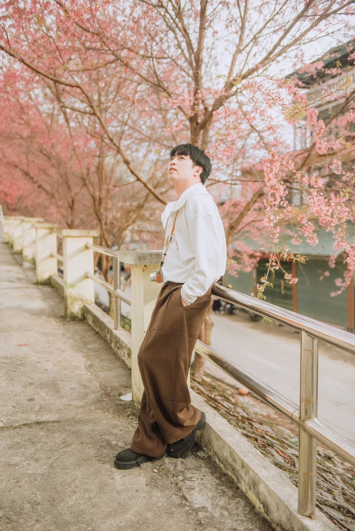 Theo kinh nghiệm của du khách từng ghé thăm, mai anh đào tại Lũng Cú thường bắt đầu nở từ cuối tháng 12, kéo dài đến khoảng tháng 1 hoặc đầu tháng 2 dương lịch. Tuy nhiên, thời gian hoa nở rộ đẹp nhất chỉ diễn ra trong khoảng 2–3 tuần, sau đó hoa sẽ nhạt màu và rụng dần để nhường chỗ cho lộc non.