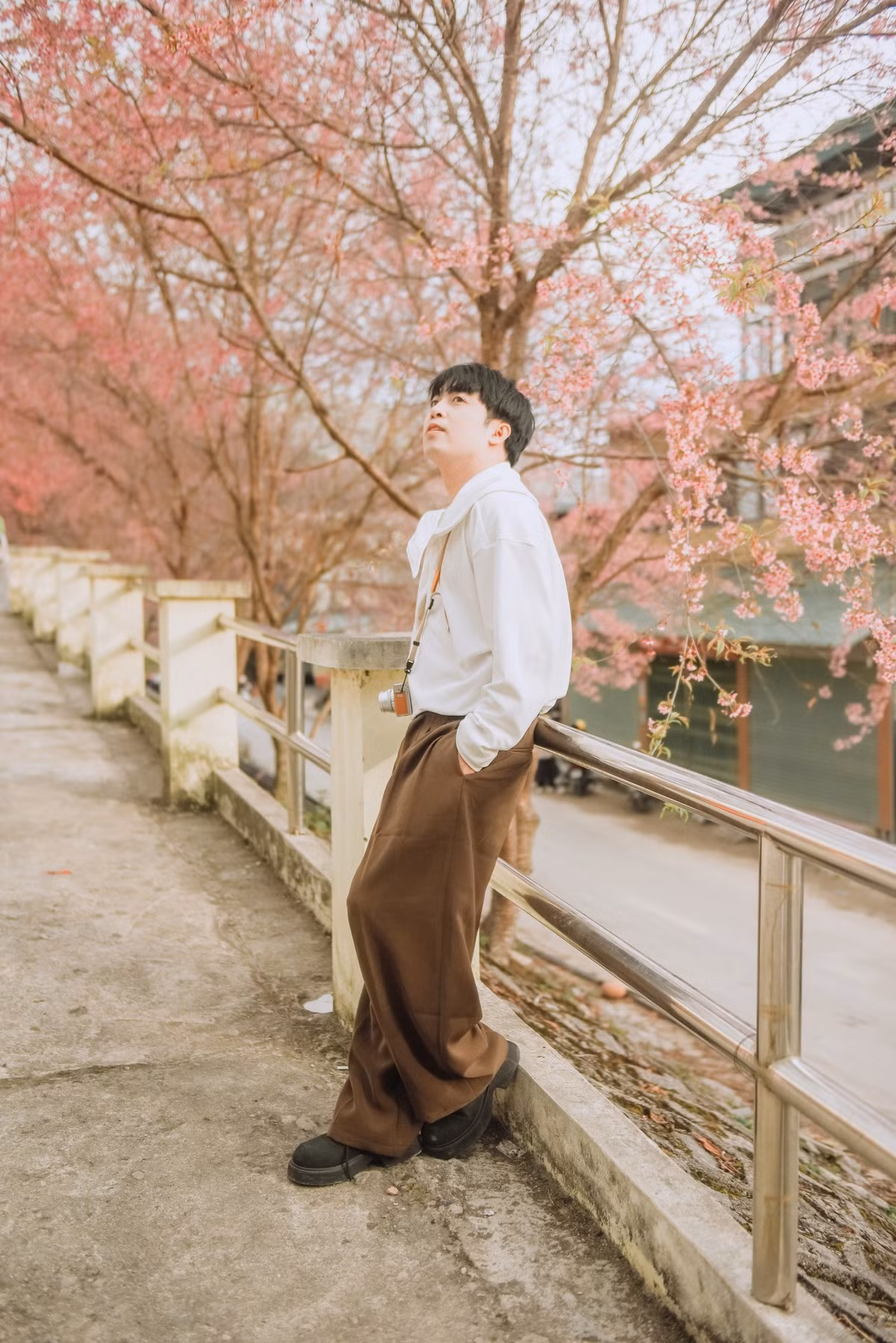 Theo kinh nghiệm của du khách từng ghé thăm, mai anh đào tại Lũng Cú thường bắt đầu nở từ cuối tháng 12, kéo dài đến khoảng tháng 1 hoặc đầu tháng 2 dương lịch. Tuy nhiên, thời gian hoa nở rộ đẹp nhất chỉ diễn ra trong khoảng 2–3 tuần, sau đó hoa sẽ nhạt màu và rụng dần để nhường chỗ cho lộc non.