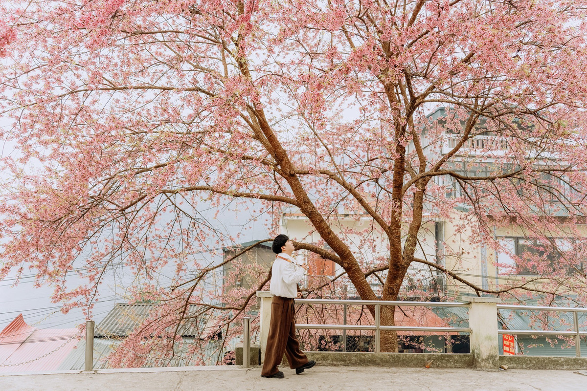 Những ngày đầu năm 2026, tranh thủ kỳ nghỉ Tết Dương lịch kéo dài, nhiều du khách từ Hà Nội và các tỉnh lân cận đã lựa chọn Lũng Cú làm điểm dừng chân. Hành trình dài hơn 400 km xuyên qua những cung đường vùng cao đổi lại là khung cảnh hoa mai anh đào nở rộ, trải dài trên sườn đồi, ven đường và khu dân cư, mang đến cảm giác yên bình, lãng mạn hiếm có.