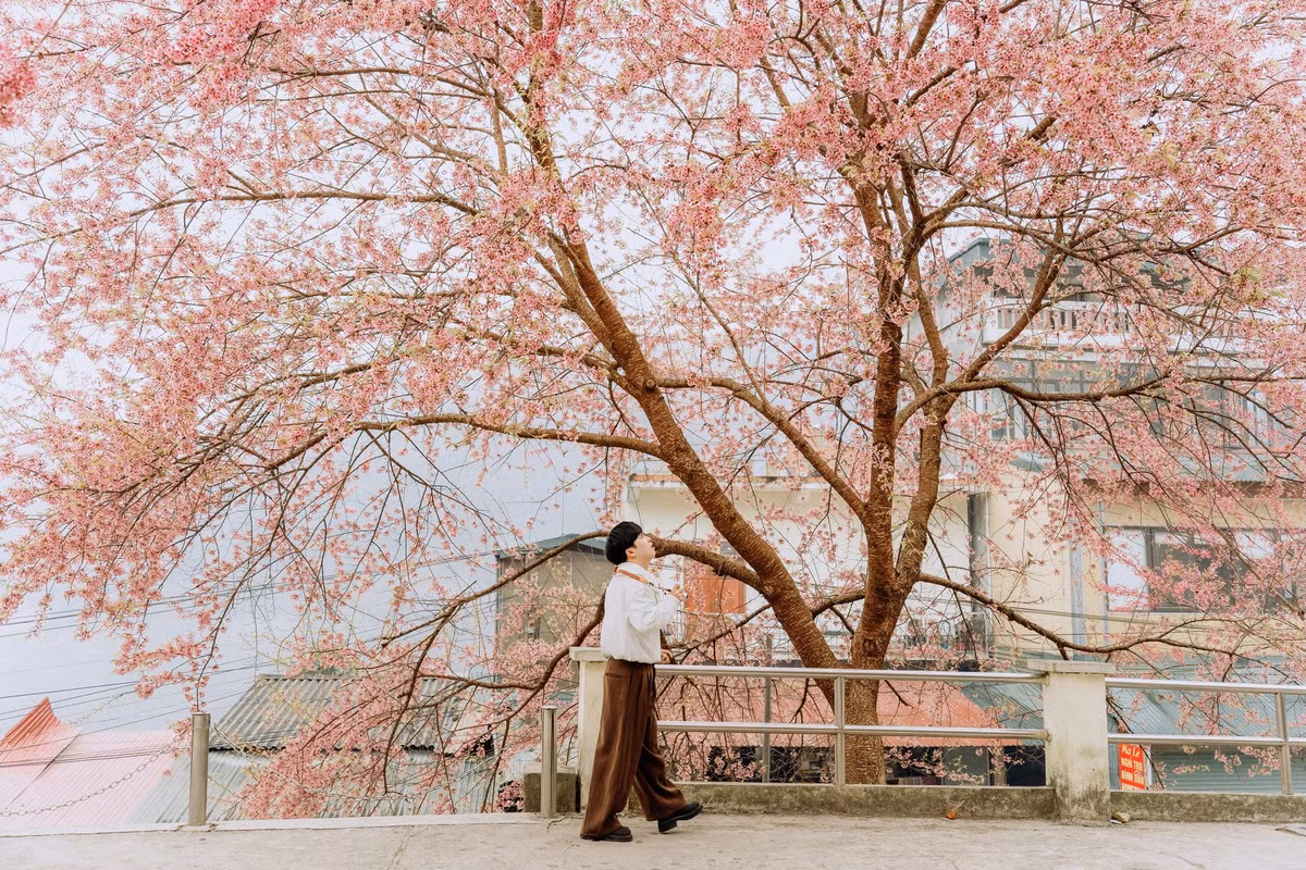 Những ngày đầu năm 2026, tranh thủ kỳ nghỉ Tết Dương lịch kéo dài, nhiều du khách từ Hà Nội và các tỉnh lân cận đã lựa chọn Lũng Cú làm điểm dừng chân. Hành trình dài hơn 400 km xuyên qua những cung đường vùng cao đổi lại là khung cảnh hoa mai anh đào nở rộ, trải dài trên sườn đồi, ven đường và khu dân cư, mang đến cảm giác yên bình, lãng mạn hiếm có.