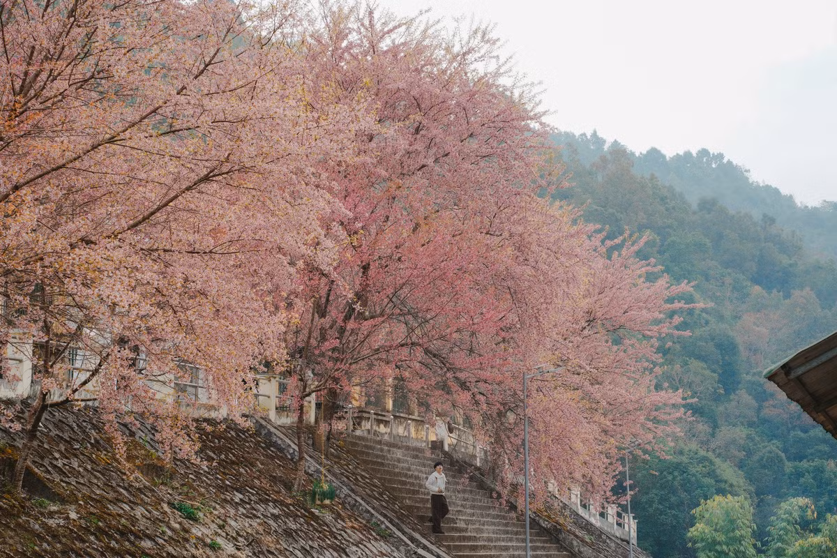 Theo chia sẻ của nhiều du khách, mùa mai anh đào ở Lũng Cú mang vẻ đẹp rất riêng. Không rực rỡ như hoa đào truyền thống, mai anh đào có sắc hồng phấn nhẹ, cánh hoa nhỏ, mọc thành chùm dày, nổi bật giữa nền trời xanh và những dãy núi đá xám đặc trưng của vùng cao.