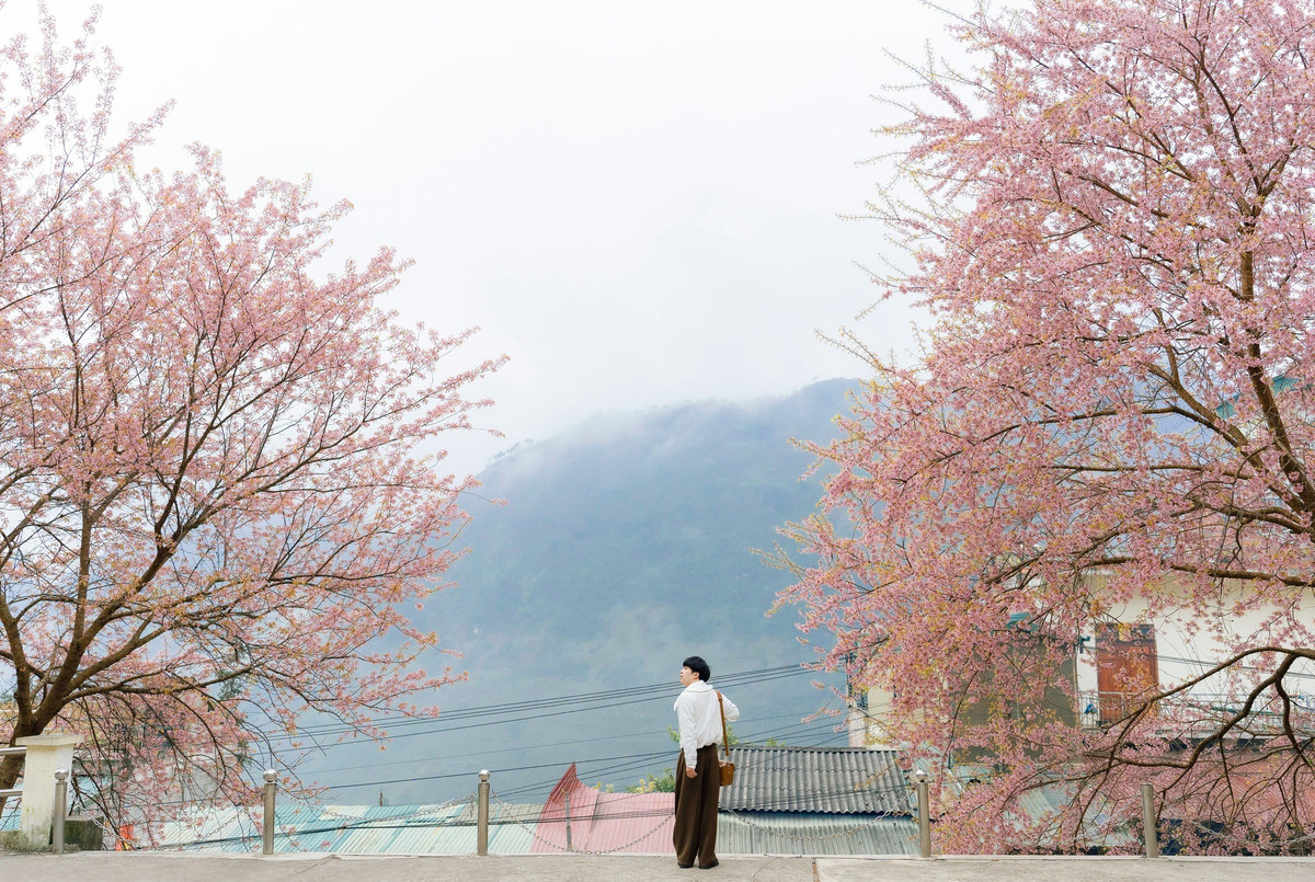 Khi những đợt gió lạnh vẫn bao trùm miền Bắc, sắc hồng dịu dàng của hoa mai anh đào bất ngờ bừng nở tại xã Lũng Cú, tỉnh Tuyên Quang, tạo nên sức hút đặc biệt với du khách yêu thiên nhiên và nhiếp ảnh.