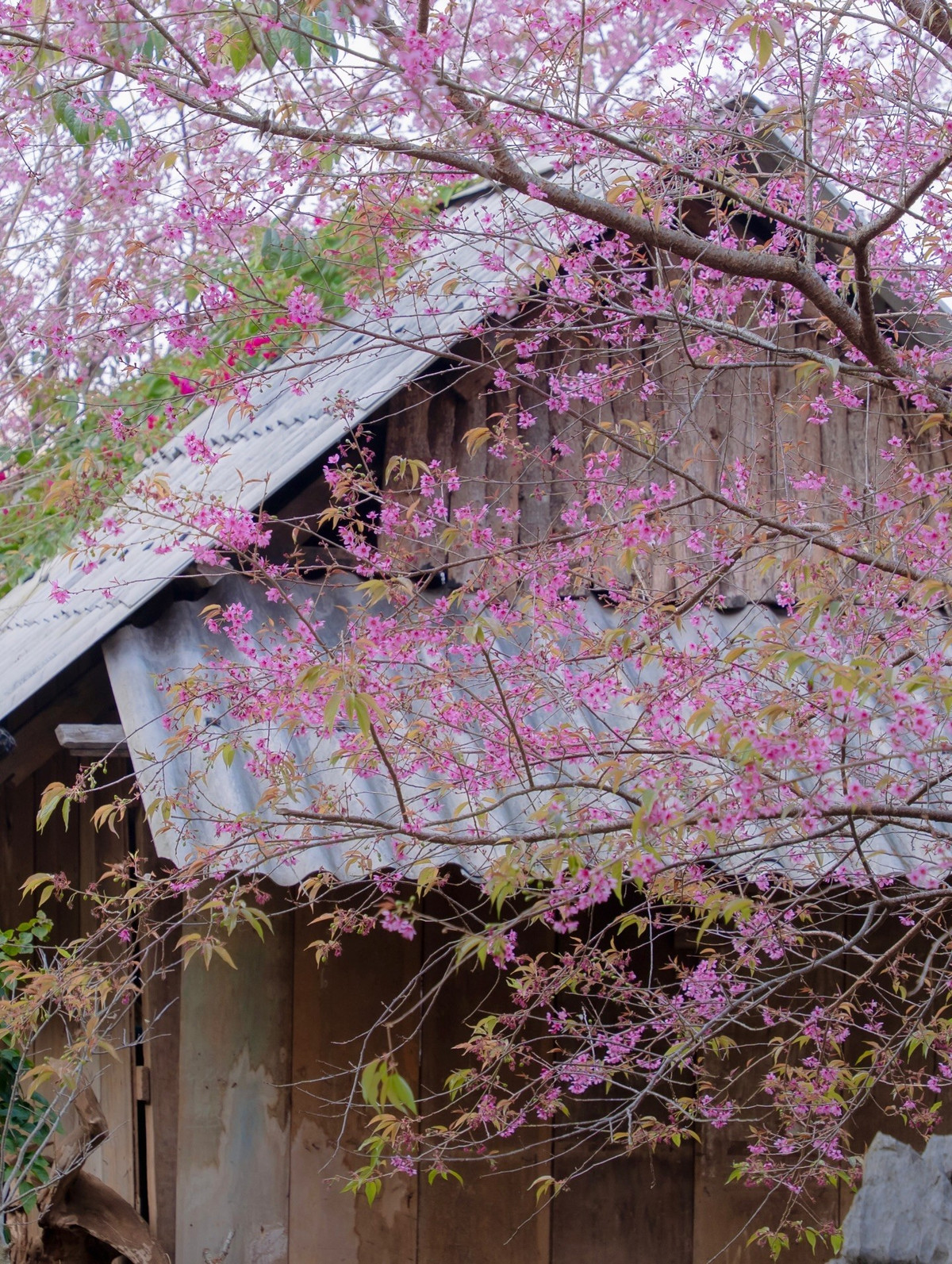 Ngoài việc ngắm mai anh đào, hành trình tự túc còn dễ dàng kết hợp săn hoa mận, hoa mơ, ghé thăm các bản làng yên bình, thưởng thức ẩm thực địa phương và cảm nhận nhịp sống chậm rãi của vùng cao nguyên. Ảnh Fanpage Đi trốn không