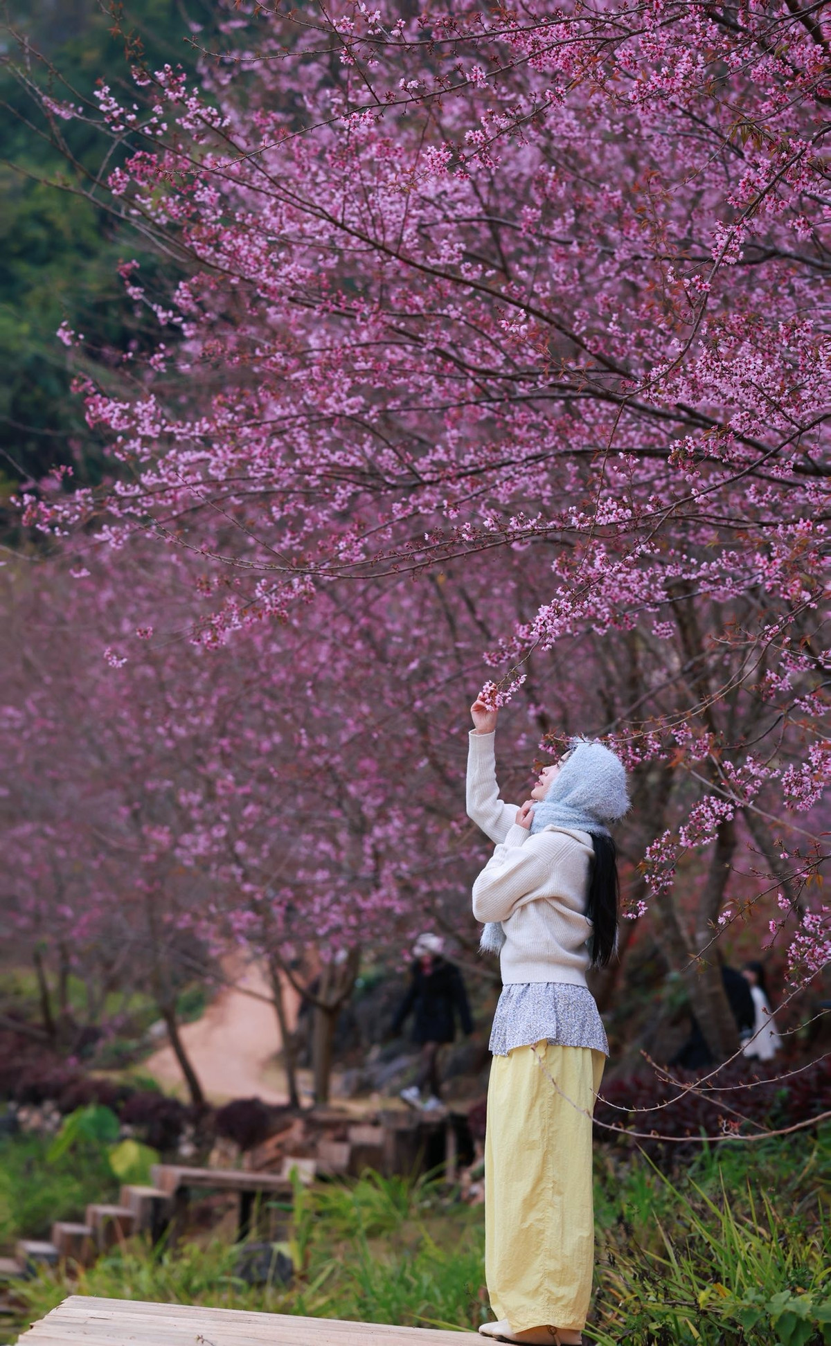 Khi mùa hoa vào độ rực rỡ nhất, nhiều người băn khoăn nên chọn đi tour hay du lịch tự túc để tận hưởng trọn vẹn vẻ đẹp của Mộc Châu. Mỗi hình thức đều có những ưu điểm riêng, phù hợp với từng nhóm du khách. Ảnh Phạm Đức Anh