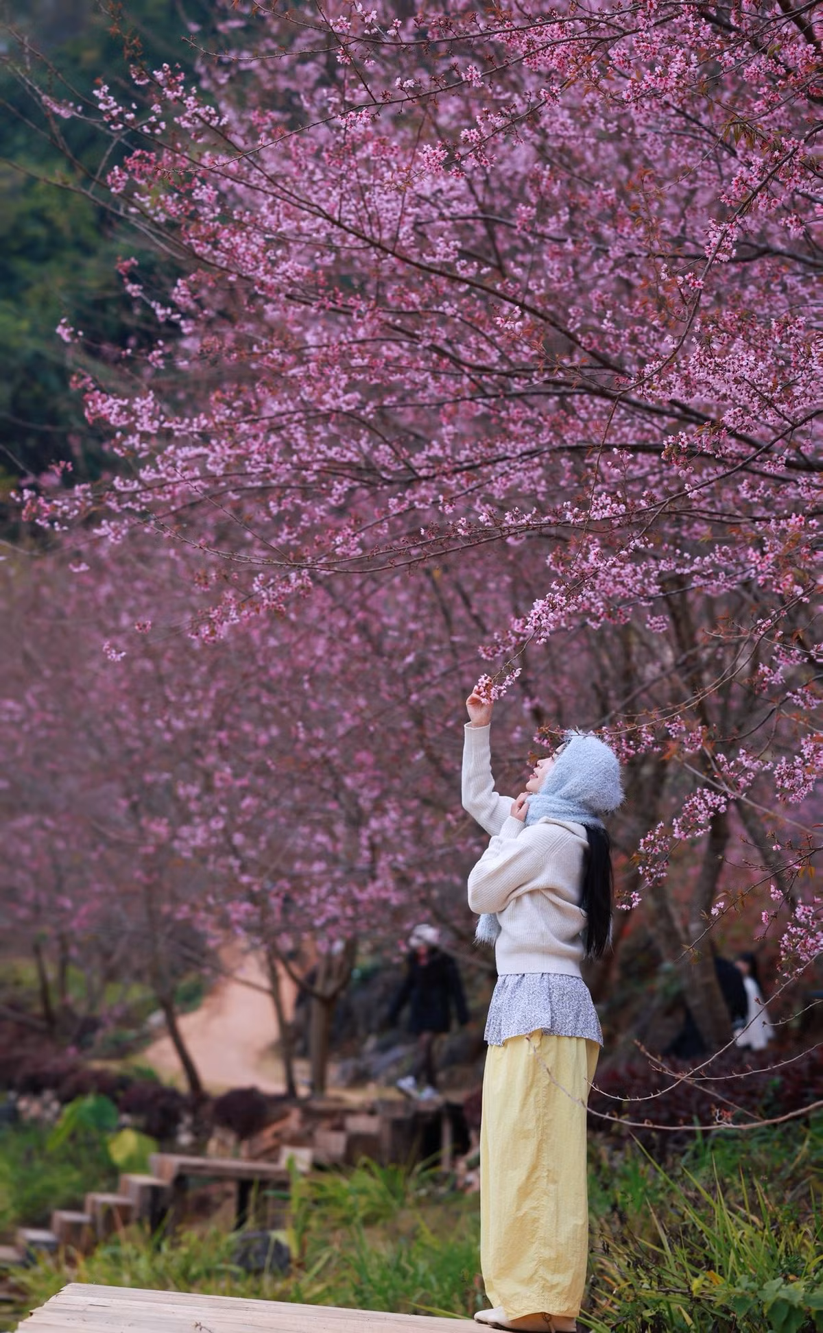 Khi mùa hoa vào độ rực rỡ nhất, nhiều người băn khoăn nên chọn đi tour hay du lịch tự túc để tận hưởng trọn vẹn vẻ đẹp của Mộc Châu. Mỗi hình thức đều có những ưu điểm riêng, phù hợp với từng nhóm du khách. Ảnh Phạm Đức Anh