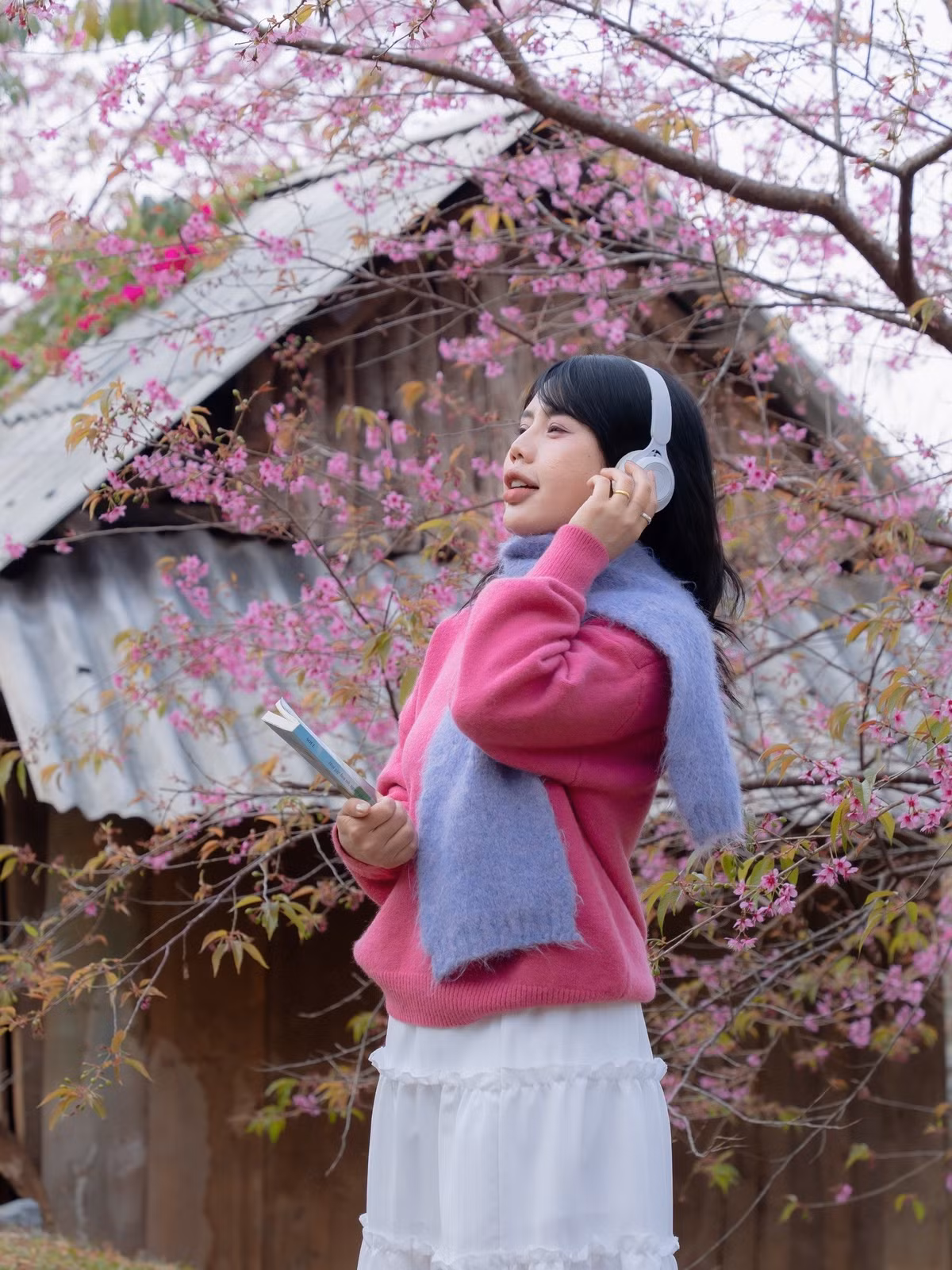 Mai anh đào ở Mộc Châu thường nở rộ vào cuối đông – đầu xuân, kéo dài không quá lâu, phụ thuộc nhiều vào thời tiết. Vì vậy, du khách nên theo dõi thông tin địa phương để lựa chọn thời điểm phù hợp. Khi tham quan và chụp ảnh, cần giữ gìn cảnh quan, không bẻ cành, rung cây hay xả rác, góp phần bảo vệ vẻ đẹp thiên nhiên và hình ảnh du lịch Mộc Châu thân thiện, văn minh. Ảnh Fanpage Đi trốn không