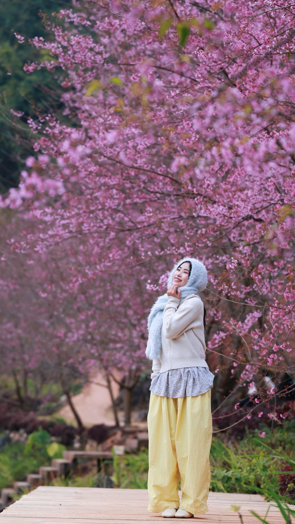 Với những gia đình, người lớn tuổi hoặc du khách không có nhiều thời gian chuẩn bị, lựa chọn đi tour mang lại sự tiện lợi và an tâm. Lịch trình thường được thiết kế sẵn, kết hợp tham quan các điểm nổi bật của cao nguyên cùng những tuyến đường mai anh đào đang nở rộ. Du khách không phải lo lắng về phương tiện, ăn nghỉ hay đường đi, đồng thời có hướng dẫn viên hỗ trợ, giúp chuyến đi diễn ra suôn sẻ trong những ngày cao điểm mùa hoa. Ảnh Phạm Đức Anh