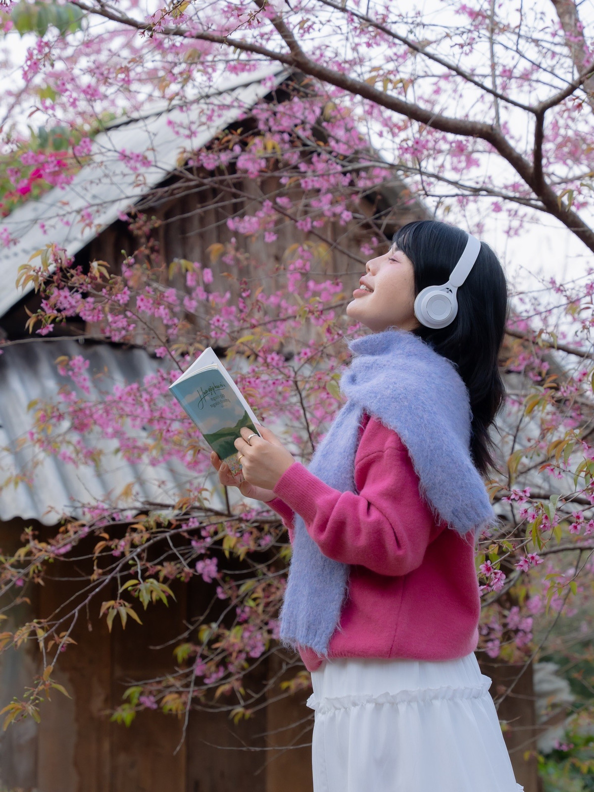 Chính sự “gần gũi” ấy khiến mai anh đào nhanh chóng trở thành điểm check-in được giới trẻ yêu thích, thu hút đông đảo du khách tìm đến lưu lại những khoảnh khắc đẹp đầu năm. Ảnh Fanpage Đi trốn không