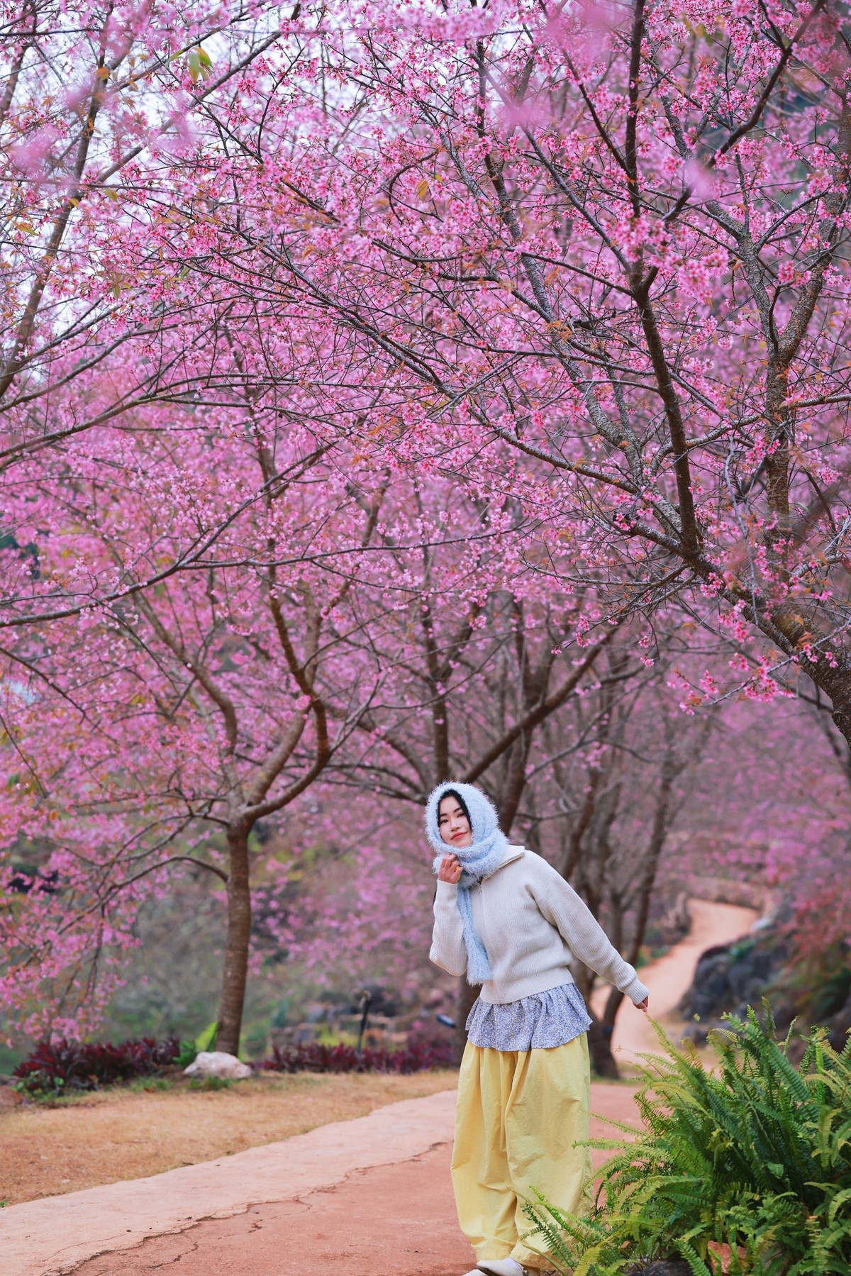 Ngược lại, du lịch tự túc lại là lựa chọn được nhiều bạn trẻ yêu thích trải nghiệm và chụp ảnh ưa chuộng. Hình thức này cho phép du khách chủ động về thời gian, linh hoạt dừng chân ở những cung đường đẹp, những góc hoa ưng ý mà không bị bó buộc bởi lịch trình cố định. Ảnh Phạm Đức Anh