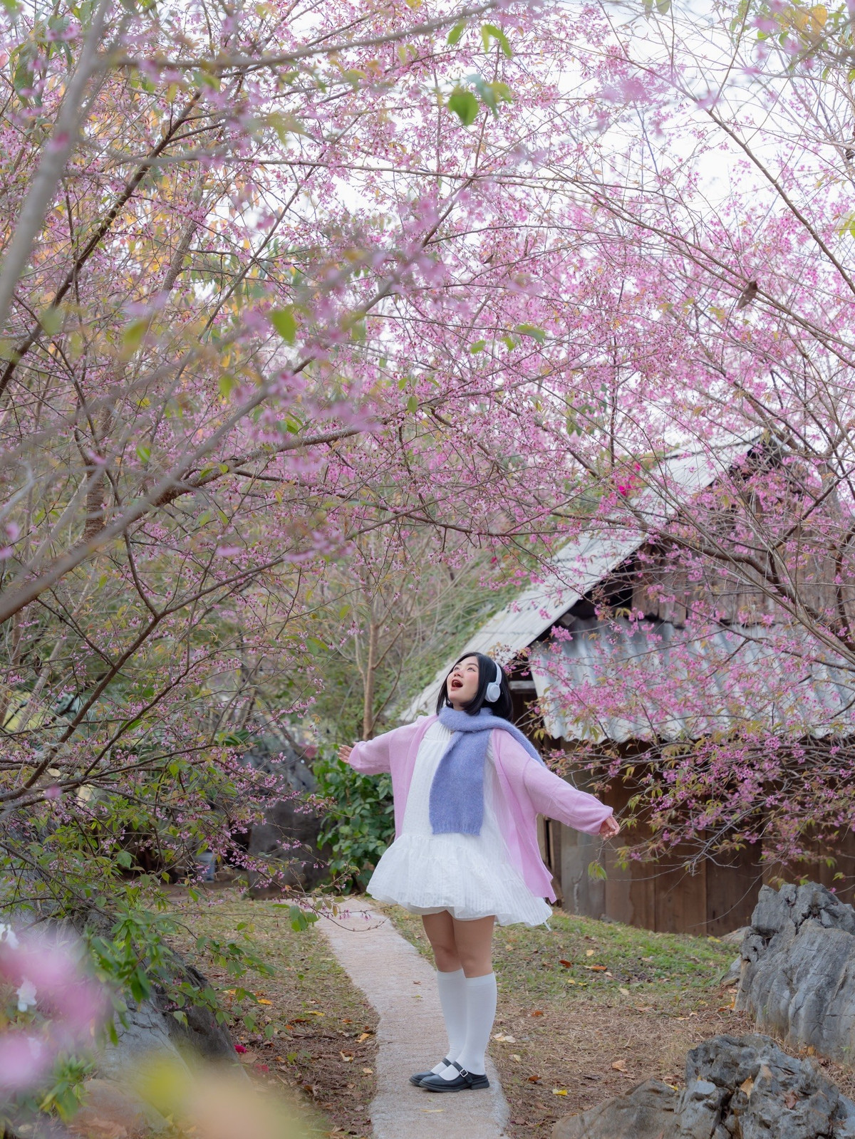 Chỉ mới xuất hiện khoảng 5 năm trở lại đây, nhưng mai anh đào đã nhanh chóng thích nghi với khí hậu, thổ nhưỡng của cao nguyên. Những hàng cây được trồng xen kẽ trong khu vực trung tâm thị trấn, dọc các tuyến đường chính, công viên, khu dân cư… Khi vào mùa nở rộ, từng chùm hoa năm cánh đơn màu hồng phai bung nở đồng loạt, nhuộm hồng cả góc trời, tạo nên khung cảnh vừa nên thơ vừa lãng mạn trong tiết trời se lạnh đặc trưng của Mộc Châu. Ảnh Fanpage Đi trốn không