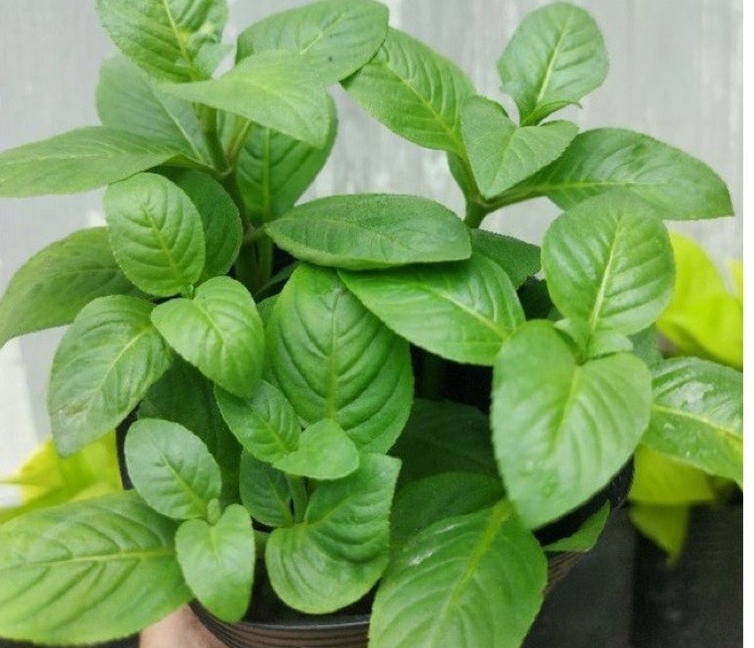 Việc giá tăng và sức tiêu thụ ổn định đã biến rau xá xị thành một mặt hàng có giá trị, thay vì chỉ là cây mọc hoang như trước. Ảnh Internet