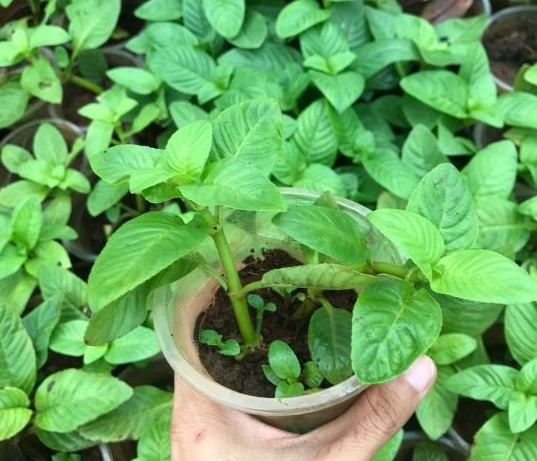 Rau xá xị còn gọi là rau quế vị hay quế đất vốn là loài cây thân thảo quen thuộc, mọc tự nhiên ở nhiều vùng nông thôn. Cây có chiều cao khoảng 30–50 cm, thân và lá phủ lớp lông mịn, phát triển tốt ở những khu vực ẩm như ven ruộng hay bờ kênh rạch. Ảnh Internet