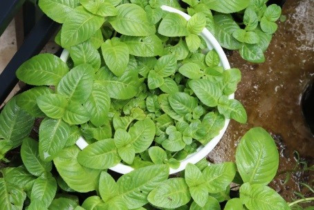 Chính yếu tố này đã giúp rau xá xị “thoát kiếp” rau dại, dần được chú ý và xuất hiện nhiều hơn trong đời sống ẩm thực. Ảnh Caycanhhaidang