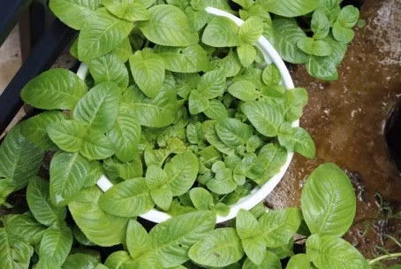 Chính yếu tố này đã giúp rau xá xị “thoát kiếp” rau dại, dần được chú ý và xuất hiện nhiều hơn trong đời sống ẩm thực. Ảnh Caycanhhaidang