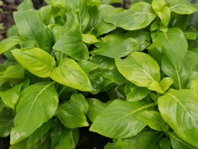 Từ một loại cây mọc ven bờ ruộng, rau xá xị nay đã góp mặt trong các nhà hàng, siêu thị và dần trở thành đặc sản được nhiều người tìm mua. Ảnh Internet