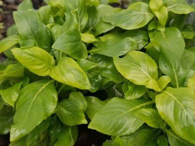 Từ một loại cây mọc ven bờ ruộng, rau xá xị nay đã góp mặt trong các nhà hàng, siêu thị và dần trở thành đặc sản được nhiều người tìm mua. Ảnh Internet