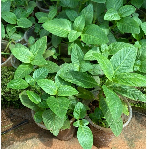 Điểm khiến loại rau này trở nên khác biệt chính là mùi hương. Khi vò nhẹ, lá tỏa ra mùi thơm nồng đặc trưng, gợi liên tưởng đến nước xá xị loại đồ uống gắn liền với ký ức của nhiều người Việt. Ảnh Caycanhhaidang