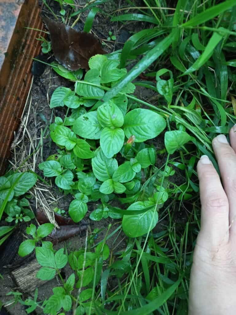 Giá rau tươi dao động khoảng 40.000–60.000 đồng/kg, trong khi sản phẩm phơi khô có thể đạt mức 100.000 đồng/kg. Thậm chí, nhiều nơi còn cung cấp cây giống hoặc trồng sẵn trong chậu để phục vụ nhu cầu trồng tại nhà. Ảnh caythuoc