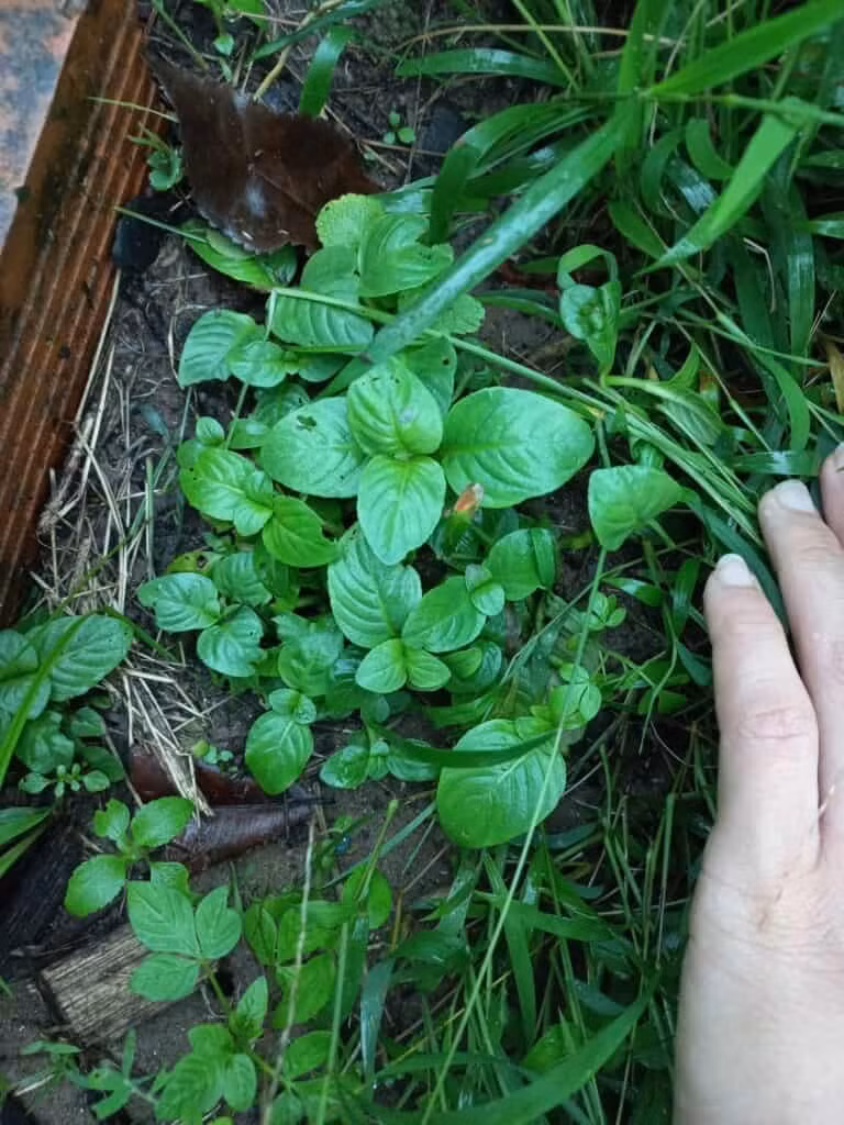 Giá rau tươi dao động khoảng 40.000–60.000 đồng/kg, trong khi sản phẩm phơi khô có thể đạt mức 100.000 đồng/kg. Thậm chí, nhiều nơi còn cung cấp cây giống hoặc trồng sẵn trong chậu để phục vụ nhu cầu trồng tại nhà. Ảnh caythuoc