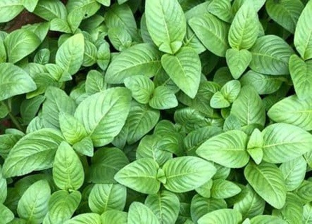 Trước đây, rau xá xị chỉ được hái về ăn kèm trong các bữa cơm gia đình. Tuy nhiên, khi được đưa vào chế biến, loại rau này nhanh chóng chứng minh giá trị nhờ khả năng tạo hương rất riêng. Ảnh caycanh