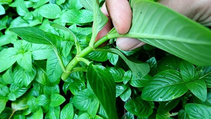 Tại Tây Ninh, nhiều hộ dân đã bắt đầu chuyển sang trồng rau xá xị với quy mô lớn hơn. Đây là loại cây dễ thích nghi, ít sâu bệnh và không đòi hỏi chăm sóc phức tạp. Ảnh Rau sạch hữu cơ