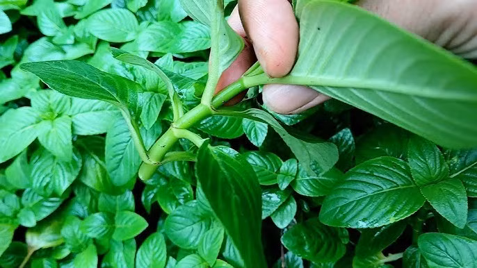 Tại Tây Ninh, nhiều hộ dân đã bắt đầu chuyển sang trồng rau xá xị với quy mô lớn hơn. Đây là loại cây dễ thích nghi, ít sâu bệnh và không đòi hỏi chăm sóc phức tạp. Ảnh Rau sạch hữu cơ