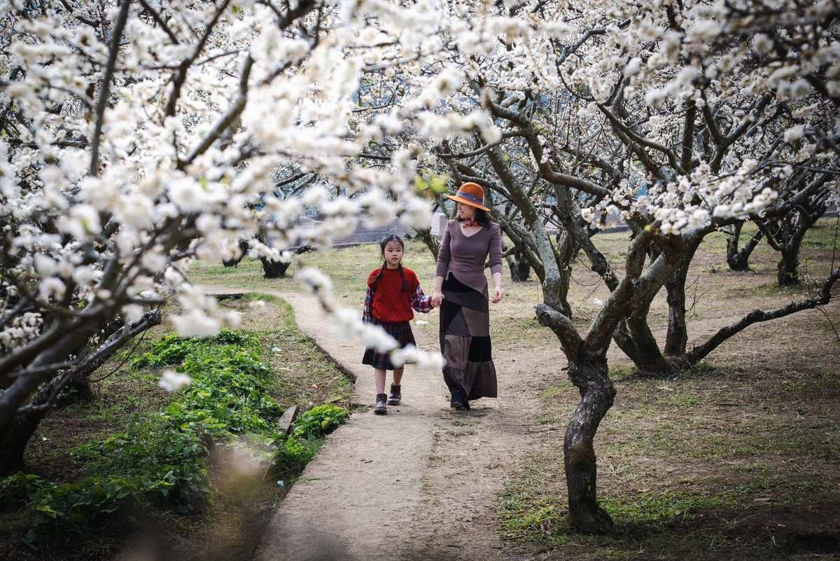 Giữa cao nguyên Mộc Châu đang ngày càng sôi động, Bản Tà Phình như một khoảng lặng hiếm hoi, nơi du khách có thể tìm lại sự an yên, hòa mình vào thiên nhiên và cảm nhận trọn vẹn vẻ đẹp mộc mạc của núi rừng Tây Bắc. Ảnh Vietnamnet