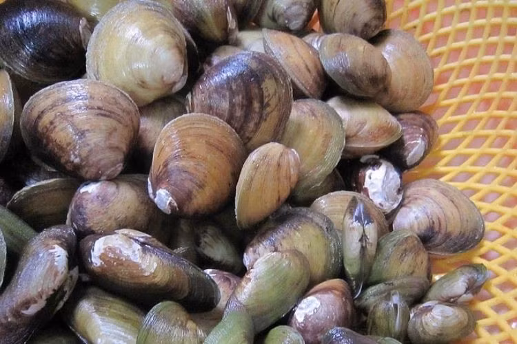 Vọp thường sống ở bãi bồi, cửa sông hay rừng ngập mặn, chôn mình trong lớp bùn ẩm sâu khoảng 6–10 cm. Nhờ nguồn thức ăn dồi dào, thịt săn chắc, ngọt tự nhiên, vỏ xanh rêu ánh xà cừ tạo nên vẻ đẹp riêng biệt. Mùa hè là thời điểm lý tưởng để thưởng thức vọp, khi độ mặn của nước cao, thịt vọp dày, săn và đậm đà hơn. Ảnh minh họa