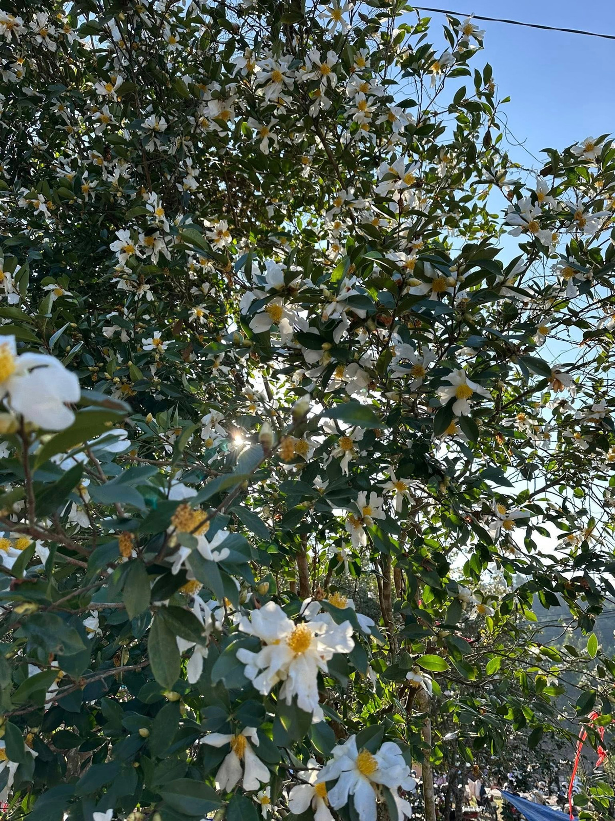 Du khách đến đây thường dành hàng giờ dạo bước dưới tán cây, tìm góc nhìn thích hợp để lưu giữ khoảnh khắc mùa hoa sở. Ánh nắng buổi sớm len qua làn sương tạo thành những vệt sáng trong veo, làm nổi bật từng chùm hoa lấp ló trên triền dốc. Với vẻ đẹp thuần khiết ấy, Bình Liêu mùa hoa sở trở thành lựa chọn lý tưởng cho những ai muốn tìm nơi nghỉ chân bình yên, tránh xa ồn ào phố thị.