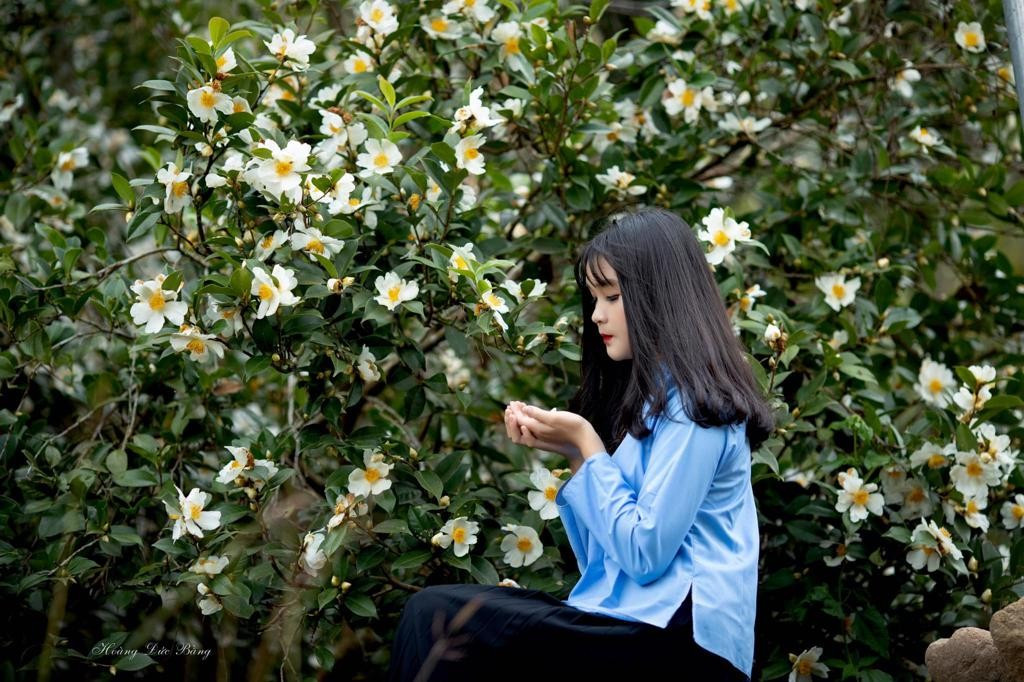 Rừng sở Lục Hồn mang ý nghĩa đặc biệt trong đời sống người dân vùng cao. Loài cây gắn bó từ bao đời với người Sán Chỉ, Tày, Dao không chỉ là nguồn sinh kế mà còn là biểu tượng của sự bền bỉ, thuần hậu – những phẩm chất làm nên bản sắc Bình Liêu. Ảnh CheckinVietnam