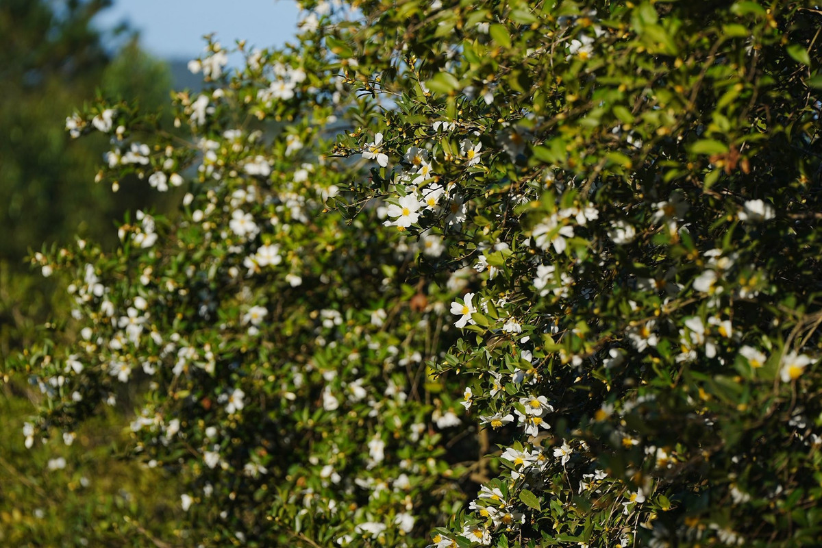 Cuối tháng 12, Bình Liêu khoác lên màu áo mờ sương. Những dãy núi uốn lượn chìm trong mảng sương bảng lảng, để rồi giữa khung cảnh tĩnh lặng ấy, hoa sở bừng nở như những đốm trắng trong trẻo điểm xuyết lên nền xanh thẳm của núi rừng. Ảnh BinhLieuTravel