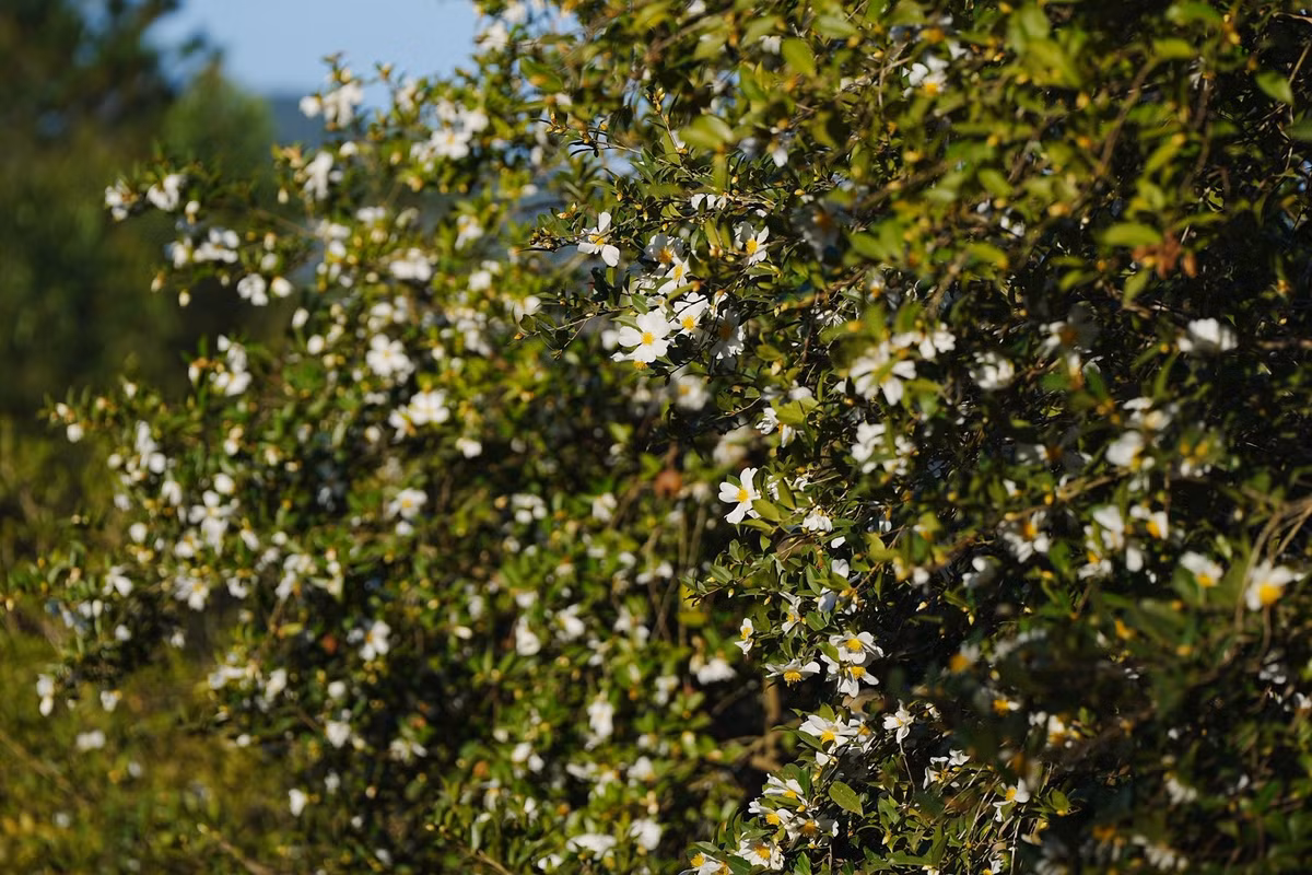 Cuối tháng 12, Bình Liêu khoác lên màu áo mờ sương. Những dãy núi uốn lượn chìm trong mảng sương bảng lảng, để rồi giữa khung cảnh tĩnh lặng ấy, hoa sở bừng nở như những đốm trắng trong trẻo điểm xuyết lên nền xanh thẳm của núi rừng. Ảnh BinhLieuTravel