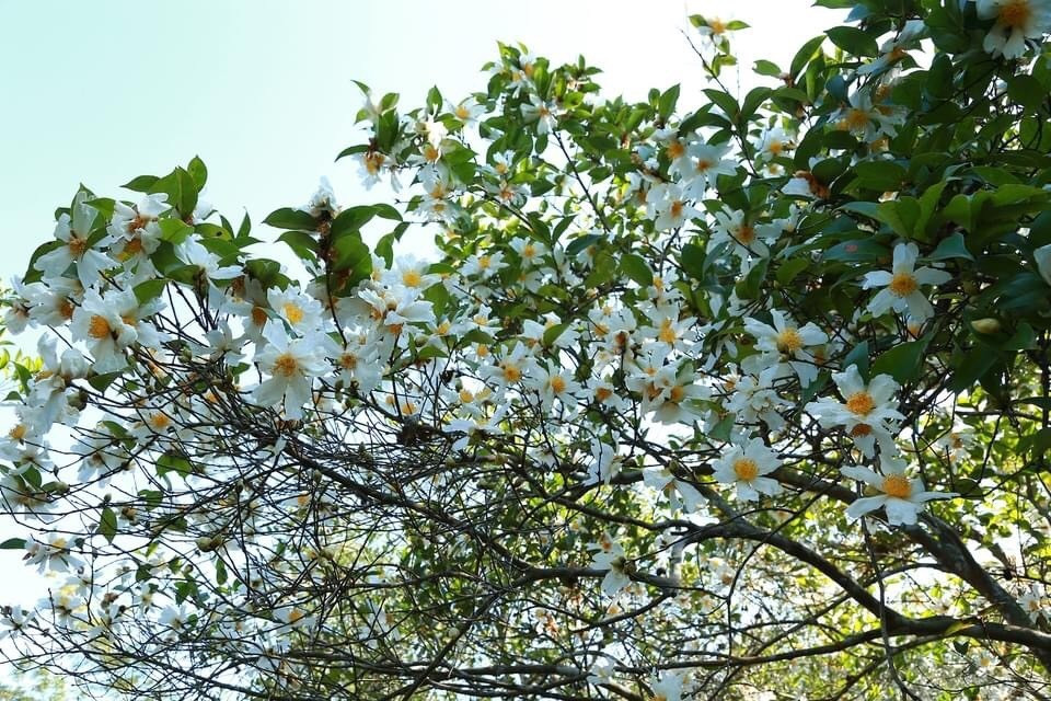 Rừng sở Lục Hồn, đặc biệt khu Đồng Long, là nơi giữ nhiều gốc sở cổ thụ được bảo tồn gần như nguyên trạng. Hoa sở không sặc sỡ, không rực lửa như hoa rừng nhiệt đới, mà nhẹ nhàng với cánh trắng ngà, nhụy vàng mảnh mai. Gió núi khẽ thổi, những cánh hoa rơi lấp lánh trên lối mòn, khiến cả khu rừng như được phủ tấm thảm mỏng manh, gợi nét dịu dàng hiếm có của miền biên viễn. Ảnh Internet